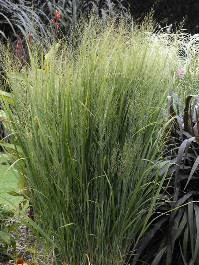 Panicum Virgatum Rehbraun Max Garden Z Hradn Centrum Pre Va U Z Hradu