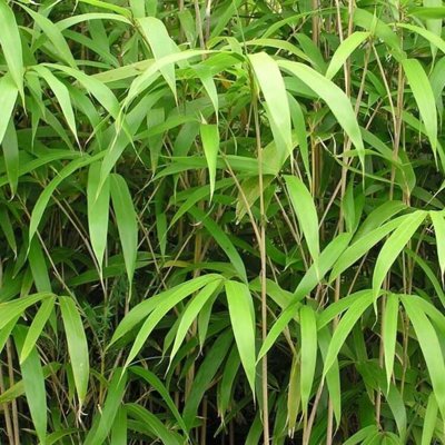Bambus - Bambusa pseudosasa japonica Co10/12L  80/100
