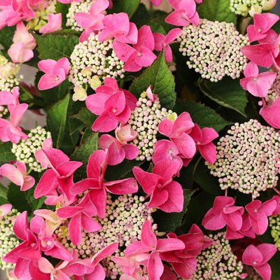 Hortenzia kalinolistá - Hydrangea macrophylla 'Nizza Pink' P23