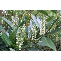 Vavrínovec lekársky - Prunus laurocerasus ´Otto Luyken´  Co25L KM80 d50-60