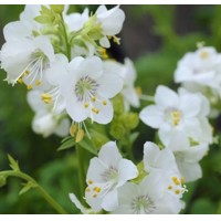 Polemonium caerulum ´Album´