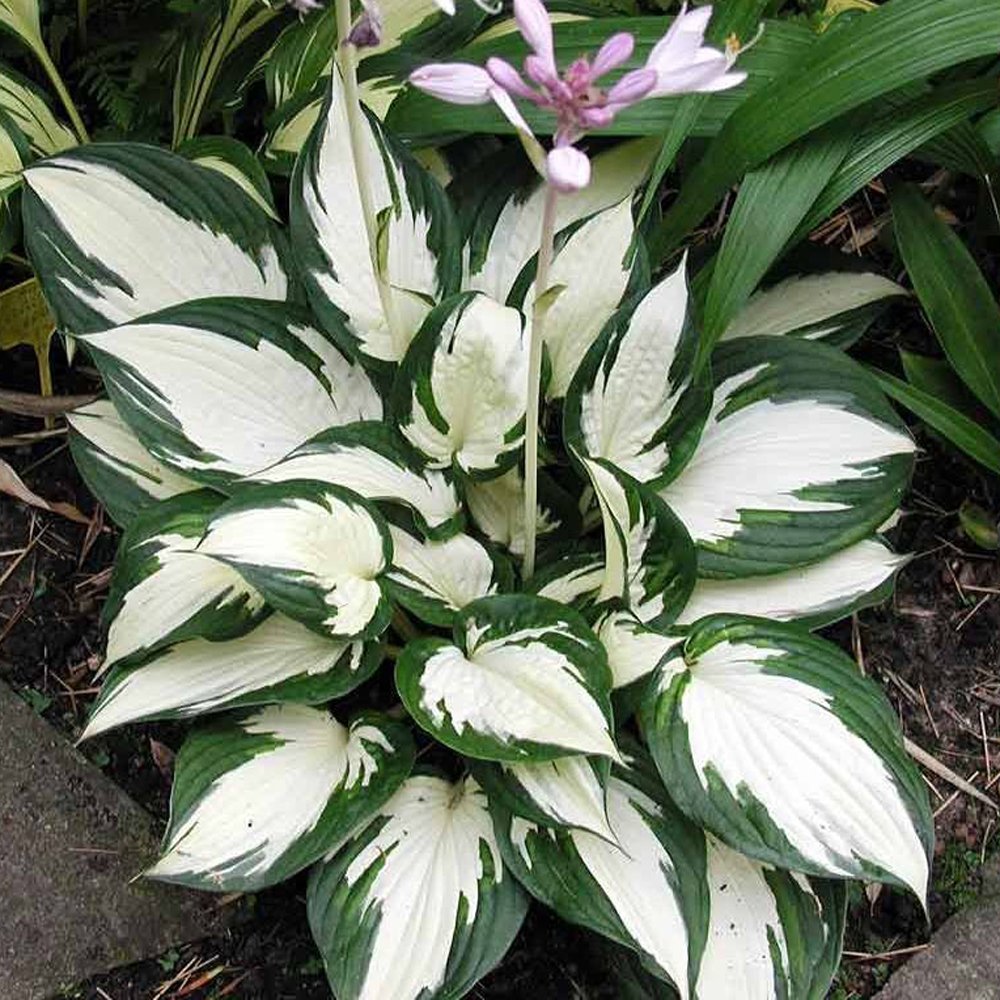 Funkia Hosta Fire And Ice P14 Max Garden Zahradne Centrum Pre Vasu Zahradu