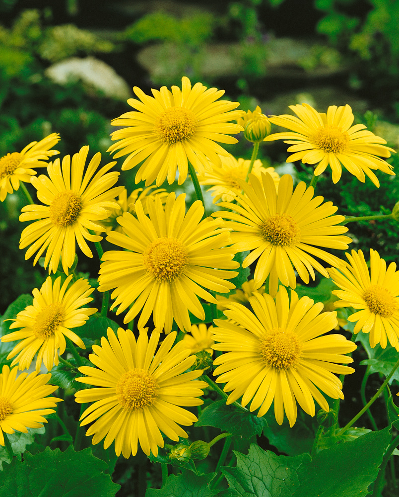 Doronicum orientale 'Leonardo Compact' Co1L - MAX GARDEN - záhradné ...