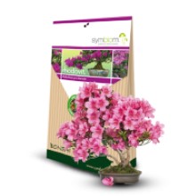 Mykorhíza - Hortenzie a Rododendróny sú šperkami záhrad
