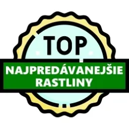 Top rastliny