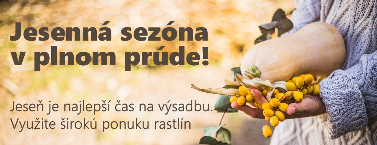 Jeseň je najlepší čas na výsadbu. Využite širokú ponuku rastlín, stromov a kvetov 