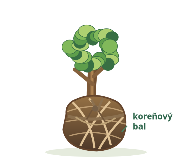 bal – ilustrácia rastliny