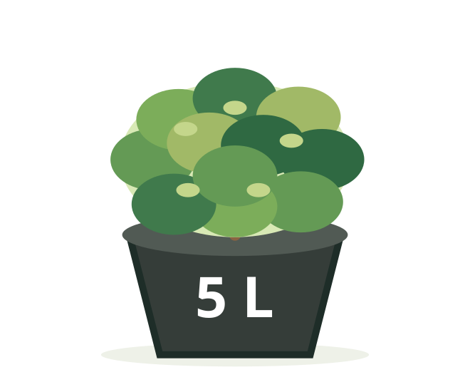 Co5L, K5L, Clt5L – ilustrácia rastliny
