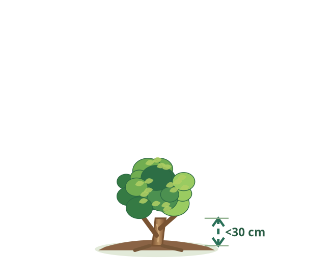 km mini – ilustrácia rastliny