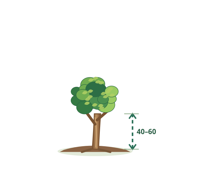 km1/4 – ilustrácia rastliny