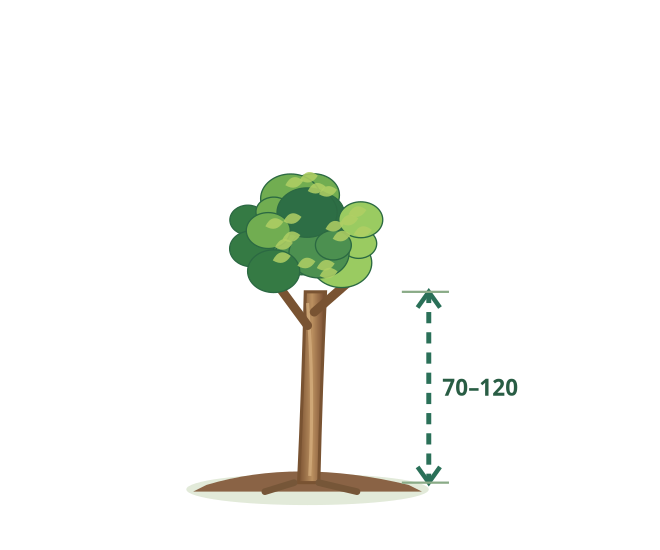 km1/2 – ilustrácia rastliny
