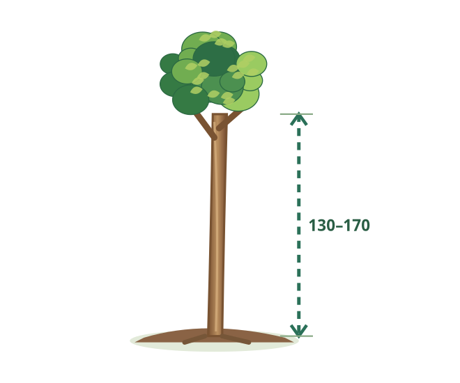 km3/4 – ilustrácia rastliny