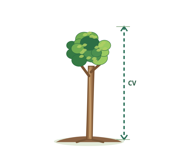CV – ilustrácia rastliny