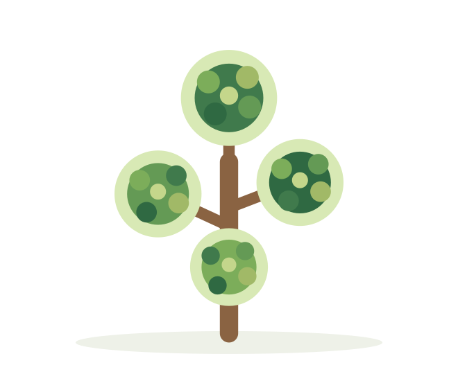 POM POM – ilustrácia rastliny