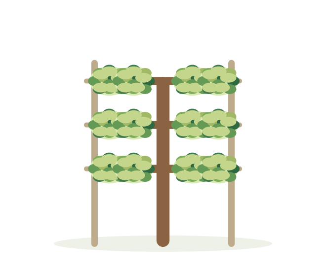 NA ŠPALIERI – ilustrácia rastliny