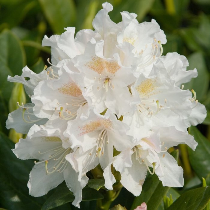 Rododendrón - Rhododendron ´Cunningham White´  Veľkosť: 30+ ,  K3