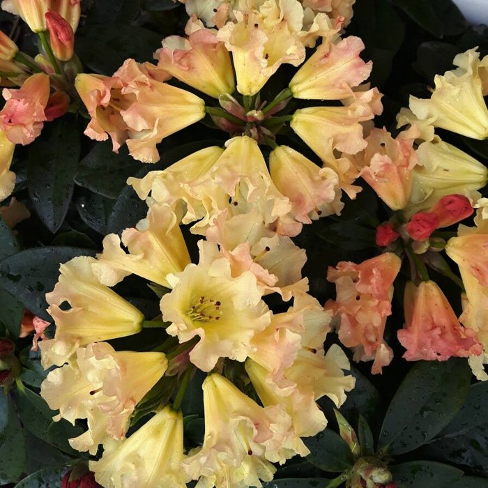 Rododendrón - Rhododendron ´Saffrano´ Co3L 25/30
