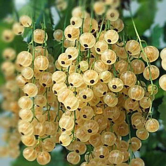 Ríbezle biely - Ribes rubrum 'Werdavia'  Veľkosť: 40 , RK2