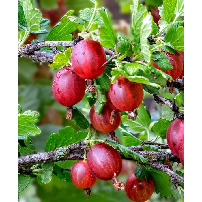 Egreš červený -  Ribes uva-crispa   'Hinnonmaeki Rot'  Veľkosť: 40 , RK2