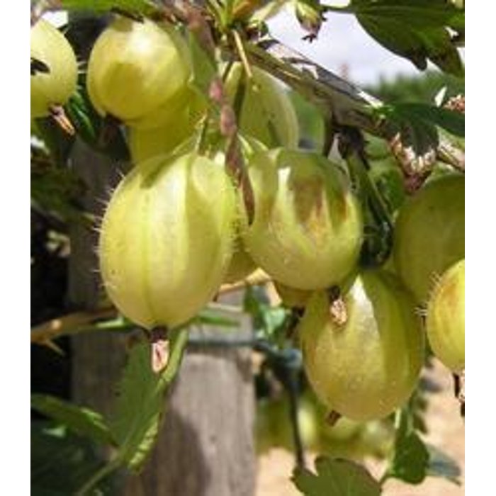 Egreš žltý stromčekový - Ribes uva-crispa ´Prima´ km60 Co2l