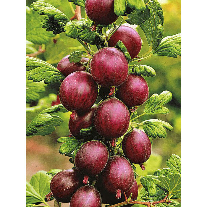 Egreš červený stromčekový - Ribes uva-crispa 'Martlet' KM60