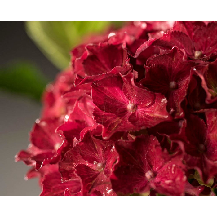 Hortenzia kalinolistá - Hydrangea macrophylla ´Royal Red´ Co5L  30/40