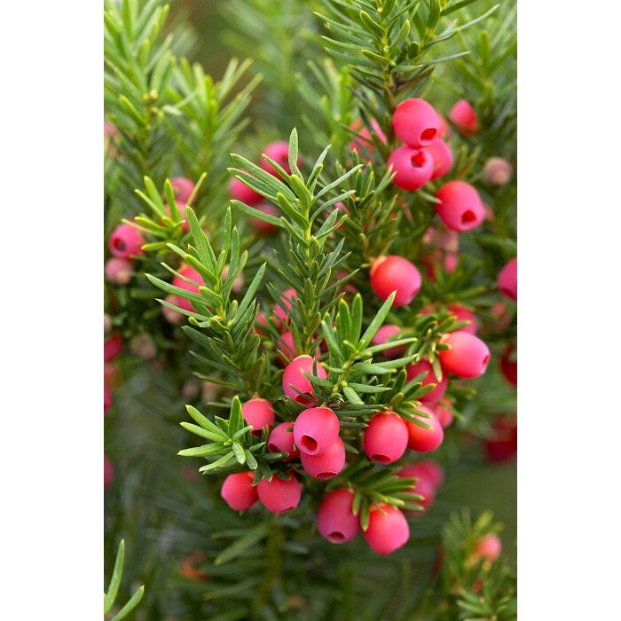 Tis prostredný - Taxus media ´Hicksii´