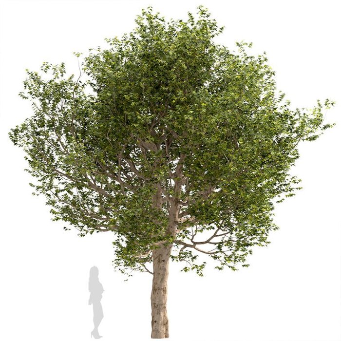 Platan javorolistý - Platanus acerifolia 160/180