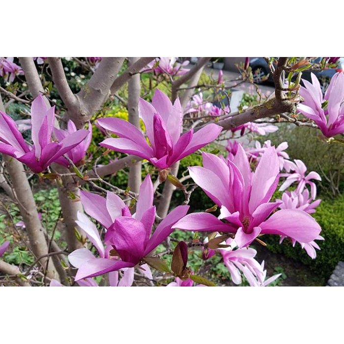 Magnolia 'Susan'  Veľkosť: 30-40, K2,5