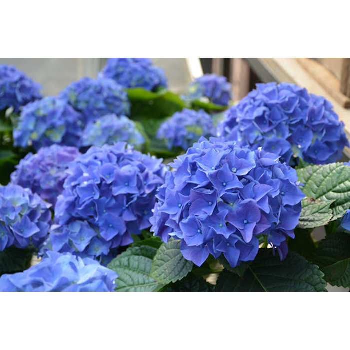 Hortenzia kalinolistá - Hydrangea macrophylla 'Early Blue'® Veľkosť: BS , K4