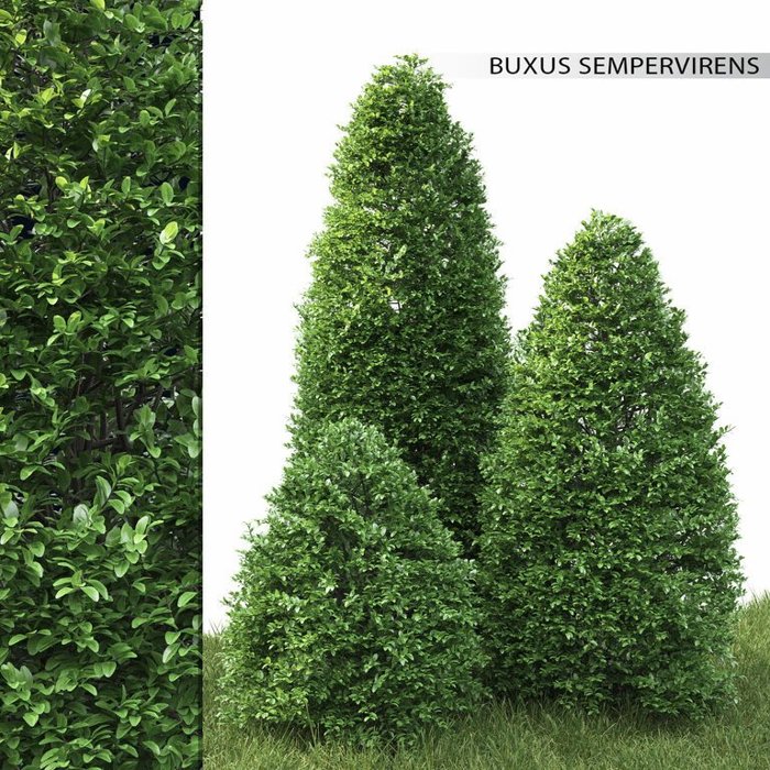 Krušpán vždyzelený - Buxus sempervirens pyramida  Veľkosť: 40-45 , K3