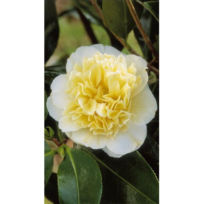 Kamélia Japonská  - Camellia japonica 'Brushfield' s Yellow  Veľkosť: 30-40 , K2,5