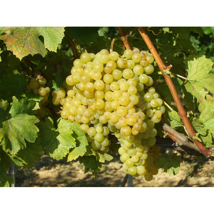 Vinič stolový - Vitis vinifera 'Irsai Oliver' - biele  20KM Co3L , CR2