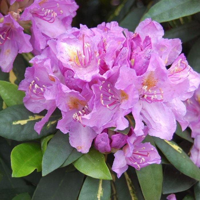 Rododendrón - Rhododendron 'Goldflimmer' Veľkosť: 40-50 , K10