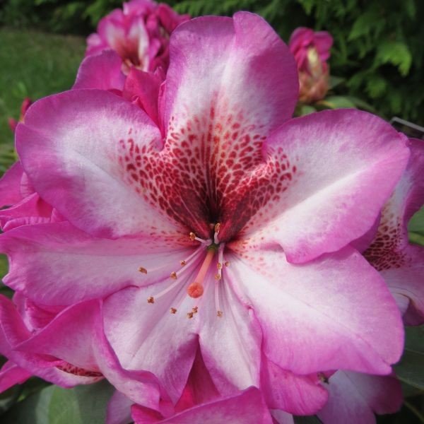 Rododendrón - Rhododendron 'Midnight Mystique' 30/40