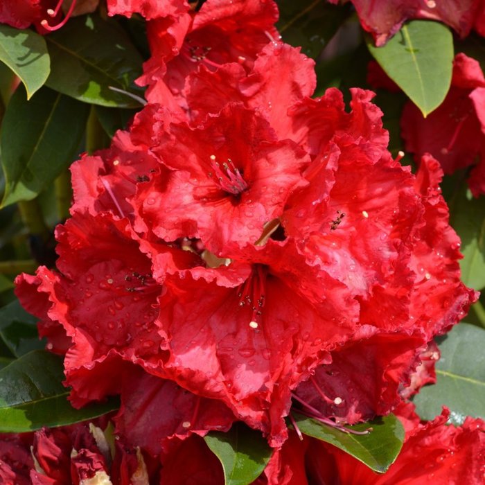 Rododendrón - Rhododendron 'Red Jack'  Veľkosť: 30-40 , K4