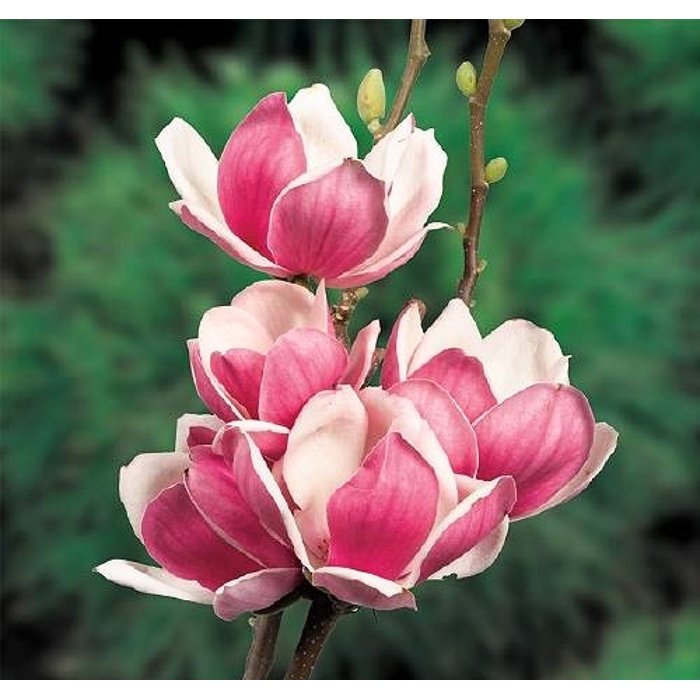 Magnolia 'Satisfaction' , Veľkosť: 140K , K  - na kmienku