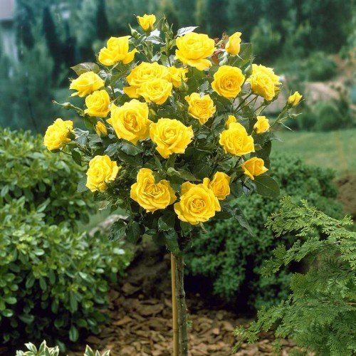 Ruža na kmienku - Rosa 'Landor' - žltá  Veľkosť: KM110 , Špecifikácia: K - FP