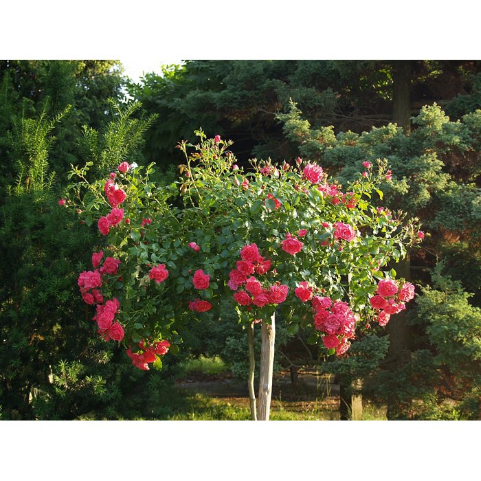 Ruža na kmienku - Rosa 'Meintraum' - ružová previsnutá  Veľkosť: 110k , Špecifikácia: K - FP