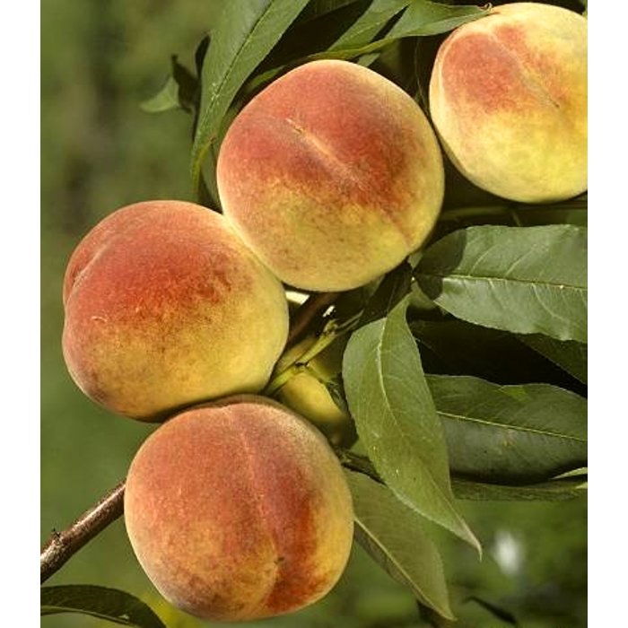 Broskyňa -  Prunus persica ´Envoy´  , K - FP