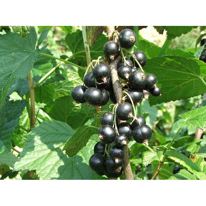 Ríbezľa čierna stromčeková - Ribes nigrum 'Orion' 60km