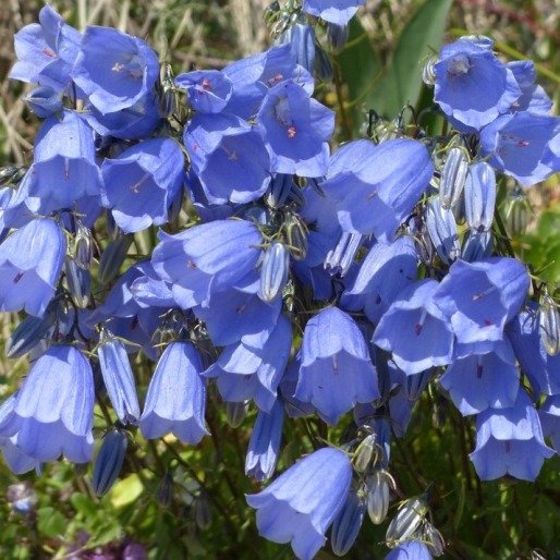 Campanula carpatica 'Carillon Blue'