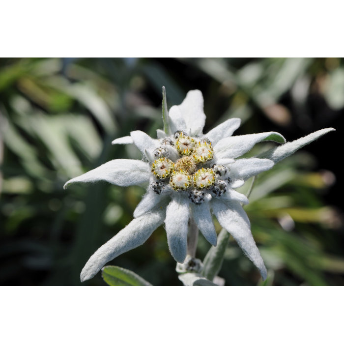 Plesnivec alpínsky-Leontopodium alpinum 'Everest'