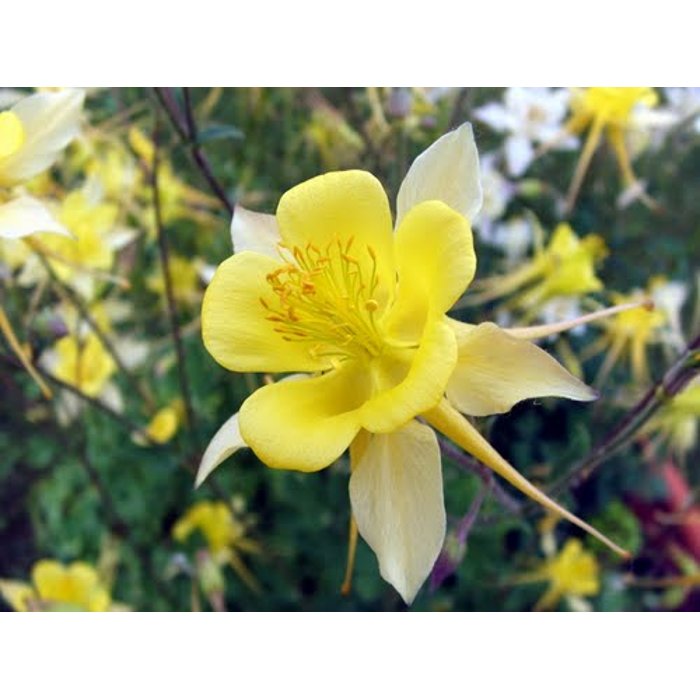 Aquilegia caerulea 'Spring Magic Yellow'