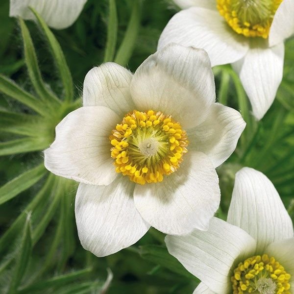Pulsatilla vulgaris 'Pinwheel White'