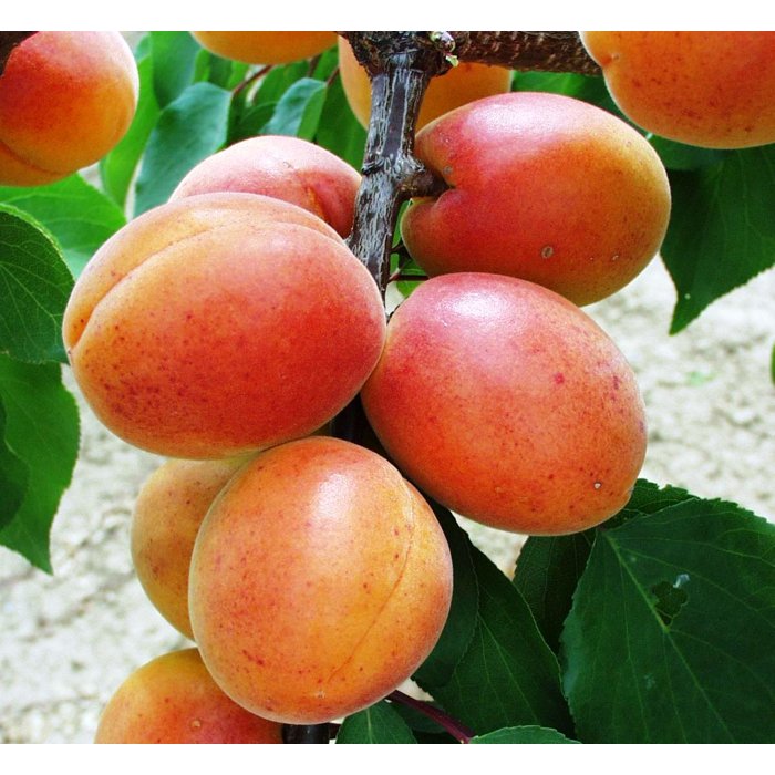 Marhuľa obyčajná - Prunus armeniaca ´Legolda´ - skorá