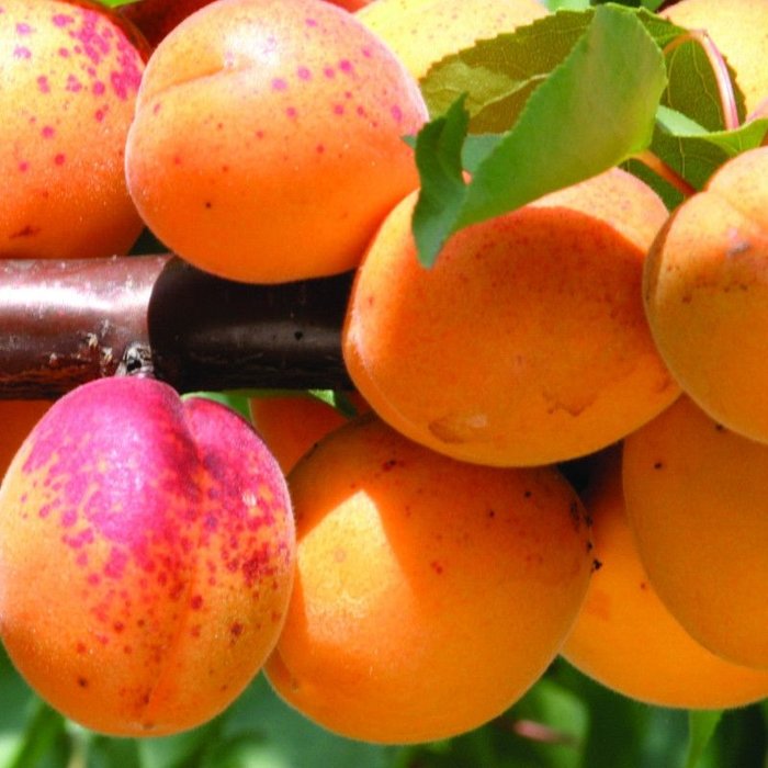 Marhuľa obyčajná - Prunus armeniaca ´Veľkopavlovická´ - stredne skorá