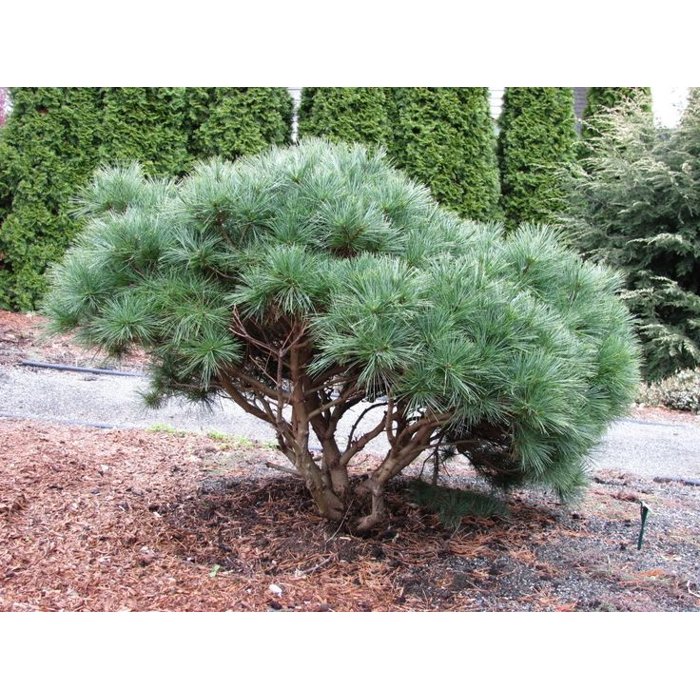 Borovica hladká - Pinus strobus ´Secrets´ Co20L 40/50
