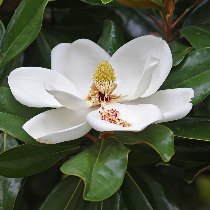 Magnólia veľkokvetá - Magnolia grandiflora 'Purpan' Co18L 125/150