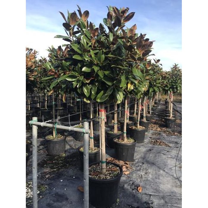 Magnólia veľkokvetá - Magnolia grandiflora ´Little Gem´ Co18L  1/2 kmeň